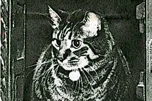 A teaser image for Tibs the Great, 1954